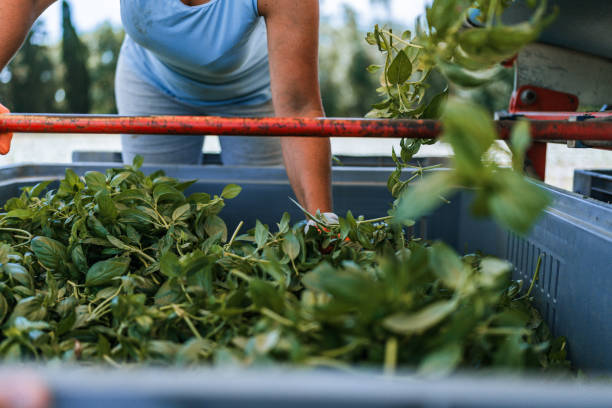 Post-Harvest Processing & Agri-Product Distribution