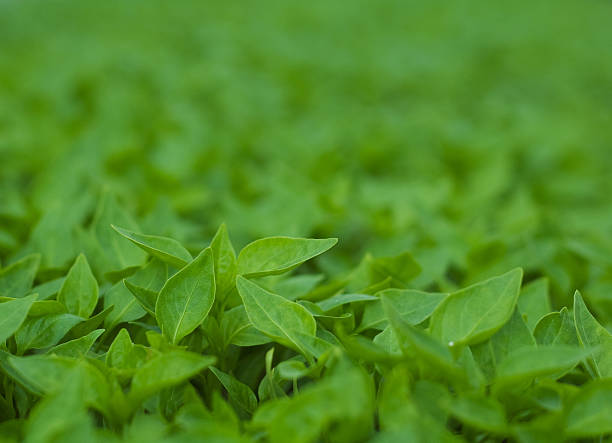 Sustainable Practices